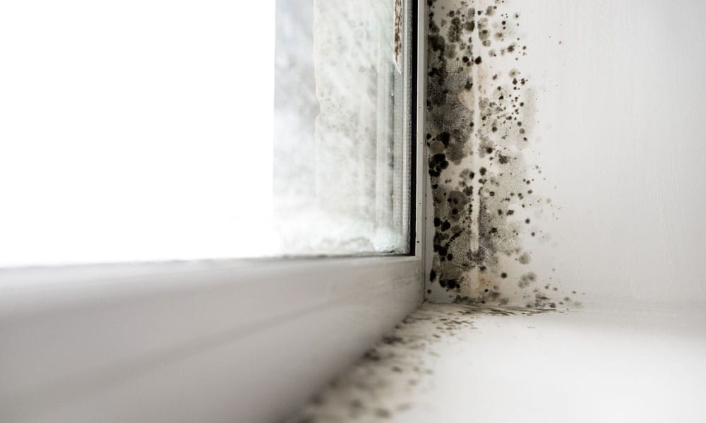 Close-up of mold growing along a window frame on the wall
