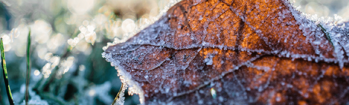 Frosty Leaf on Grass